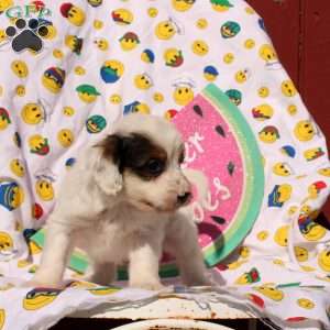 Faris, Mini Bernedoodle Puppy